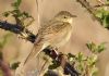 Grasshopper Warbler at Two Tree Island (Steve Arlow) (177157 bytes)